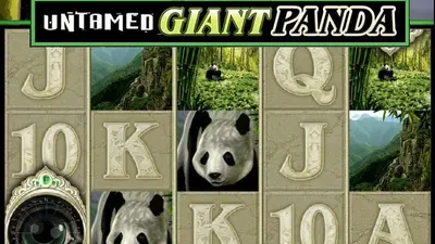 untamed giant panda
